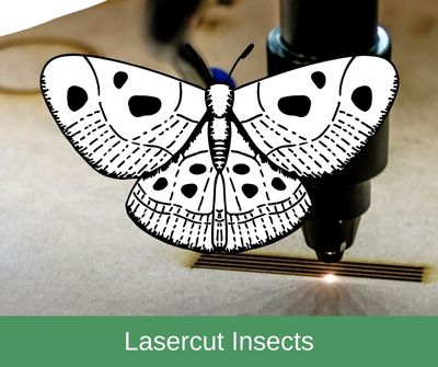 Lasercut Insects